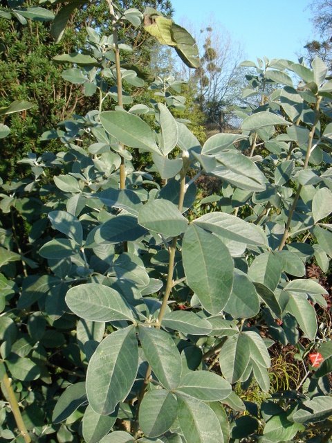 Cytisus battandieri P19